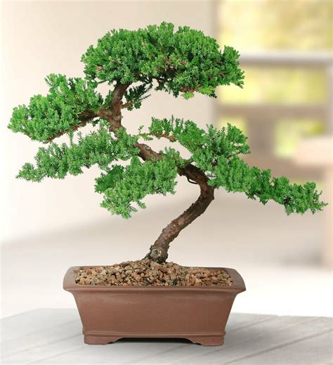 ebay bonsai|Bonsai Tree for sale .